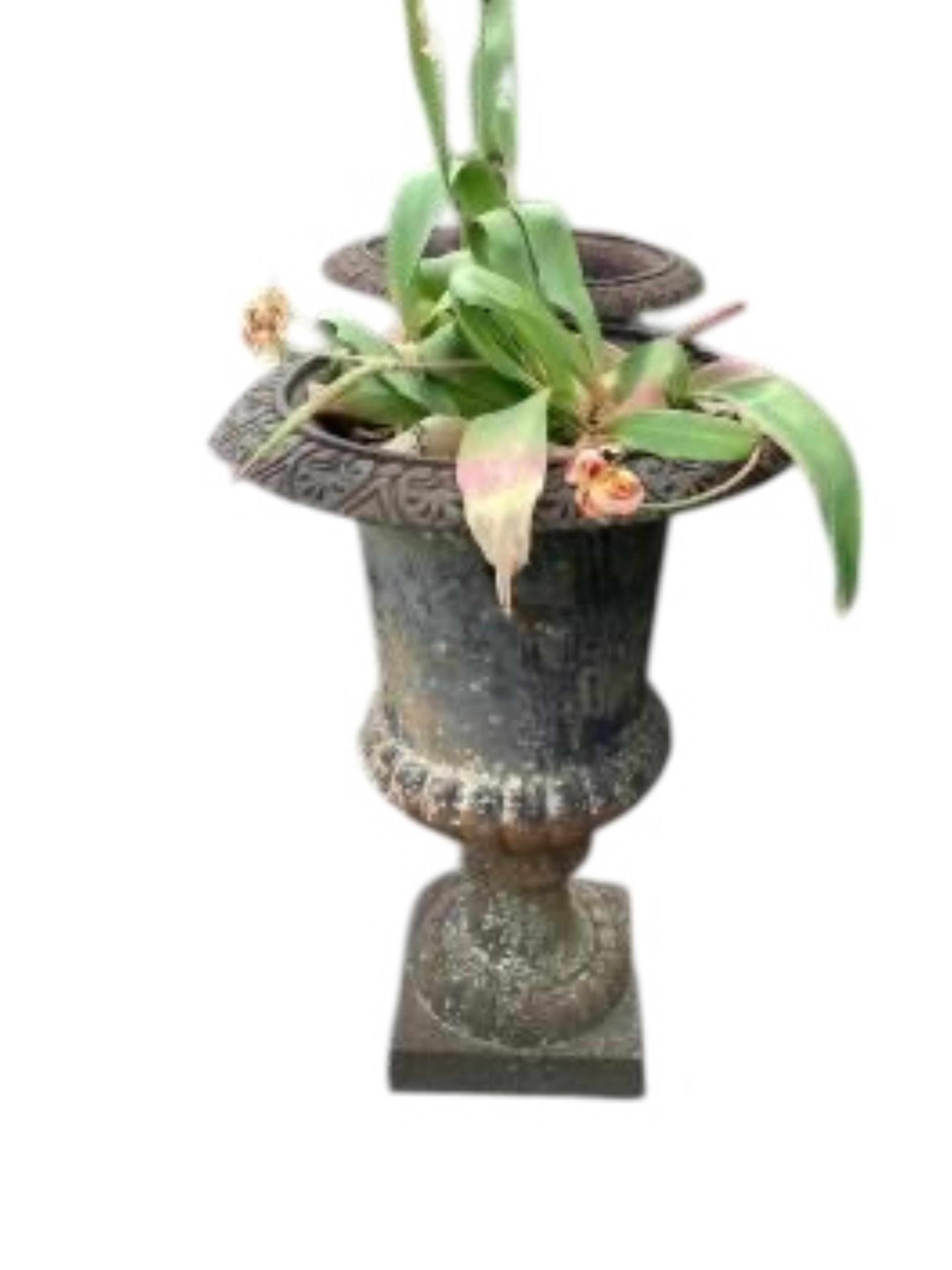A pair of Victorian style cast iron campana garden urns, diameter 48cm, height 70cm